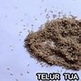 Telur Jangkrik Seperti Apa